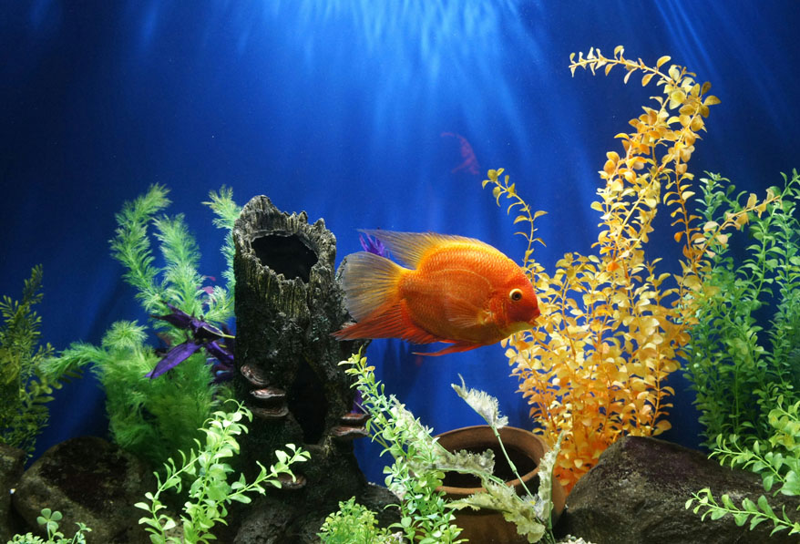 Ecological fish tank